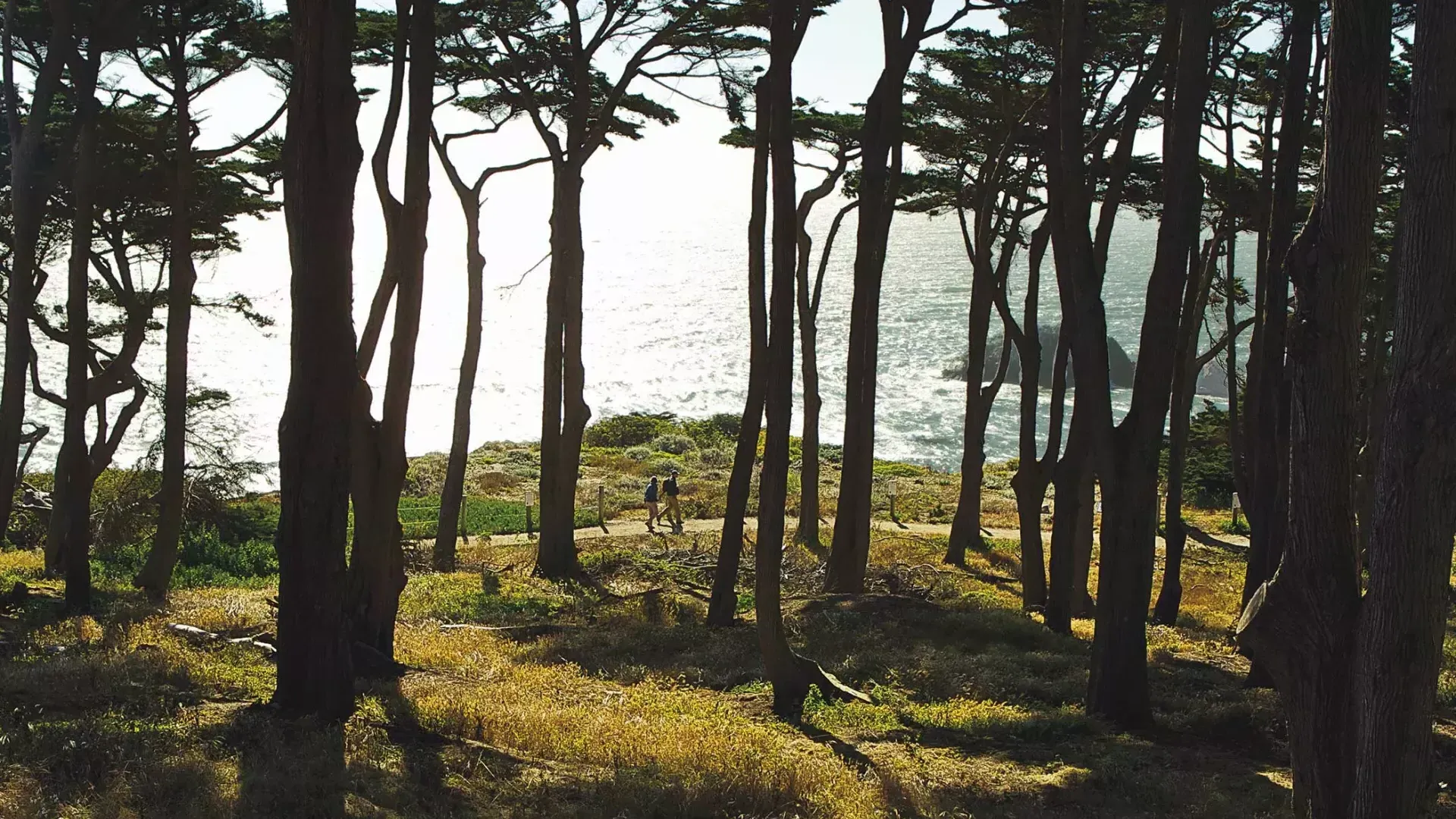 Les randonneurs marchent le long d’une section boisée du Lands End Trail, 以太平洋为背景.