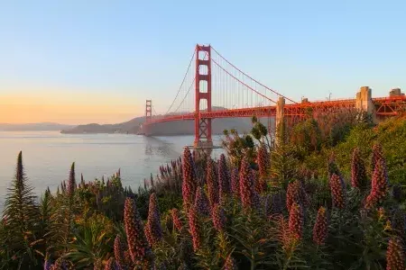 The Golden Gate Bridge is pictured with large flowers in The foreground.