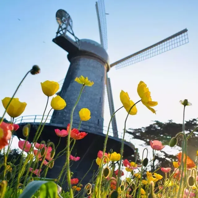 Tulips bloom beneath one of 金门公园's famous windmills.