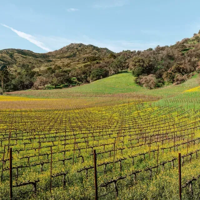 Viñedos del valle de Napa